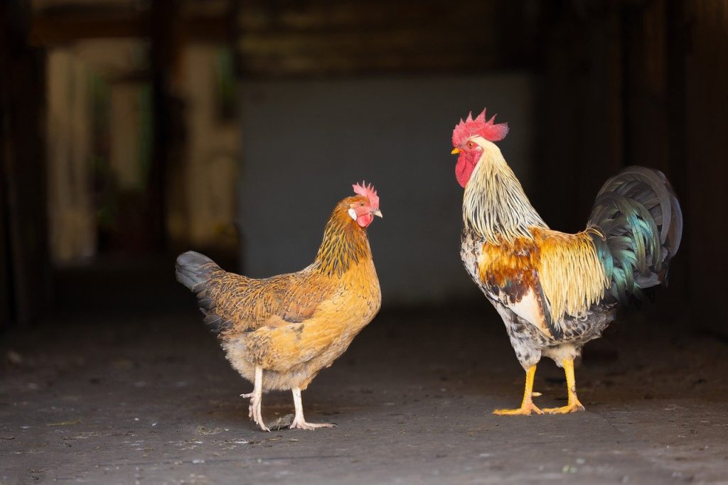 mycoplasmose-chez-les-poules