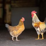 mycoplasmose-chez-les-poules