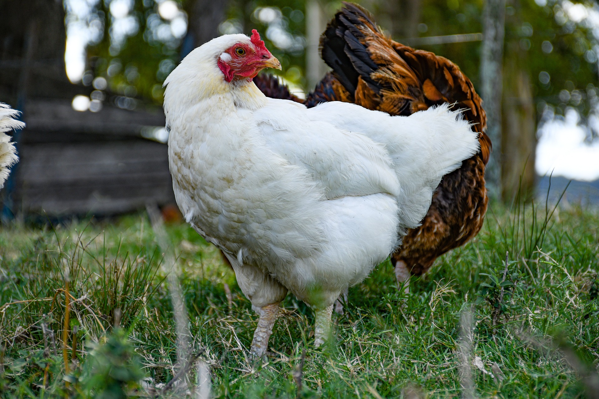 poule-dans-la-nature-ce-quelles-mangent-vraiment