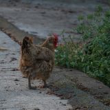 poule-malade-comment-le-detecter-et-que-faire