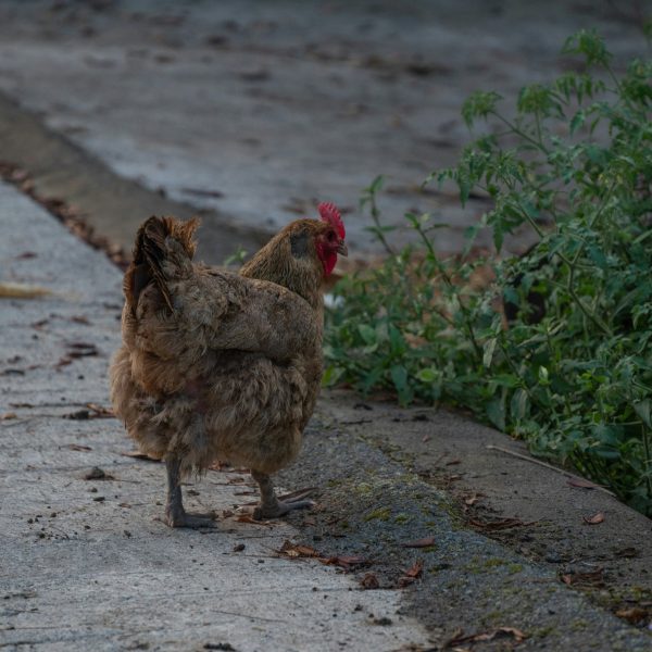 poule-malade-comment-le-detecter-et-que-faire