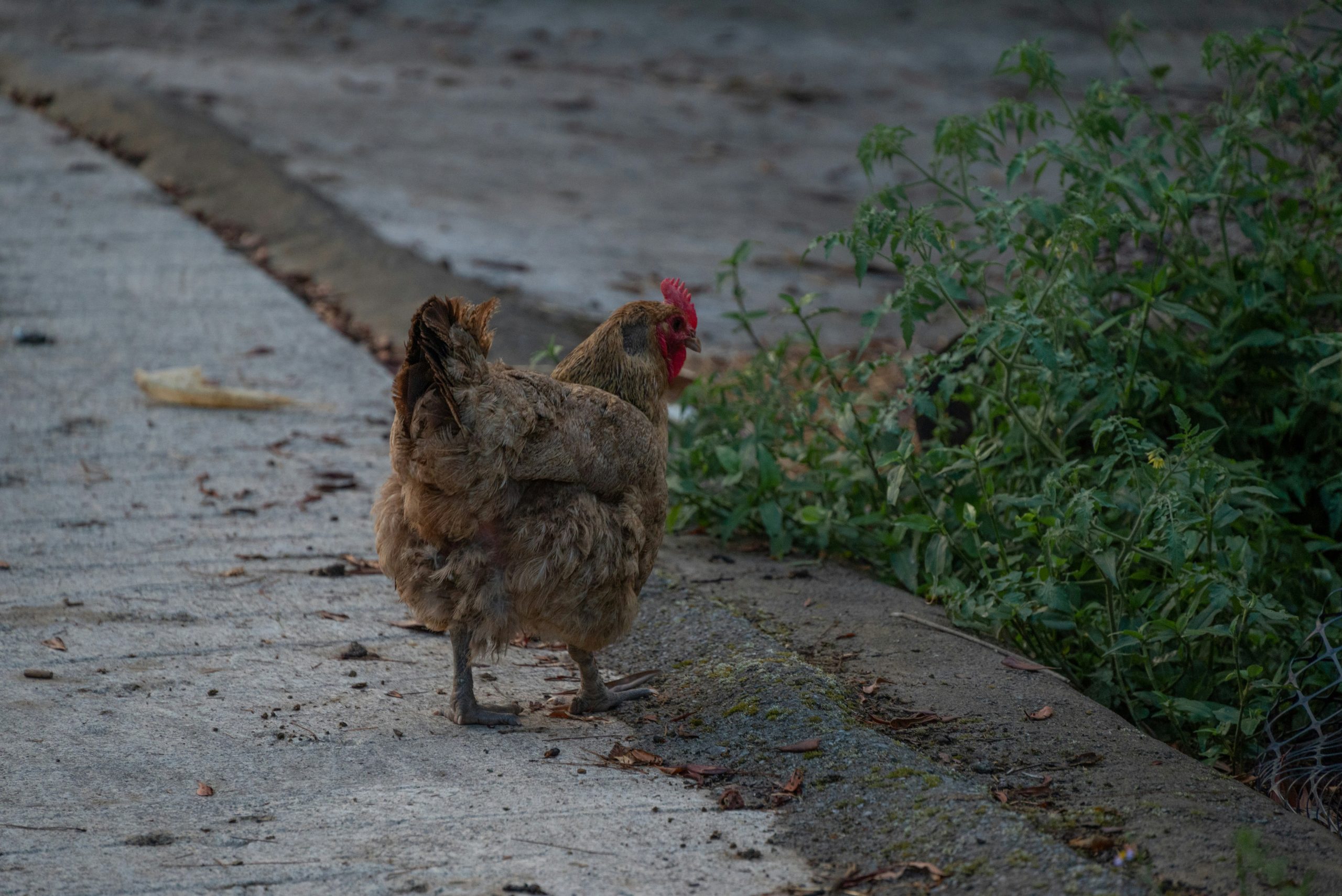 poule-malade-comment-le-detecter-et-que-faire