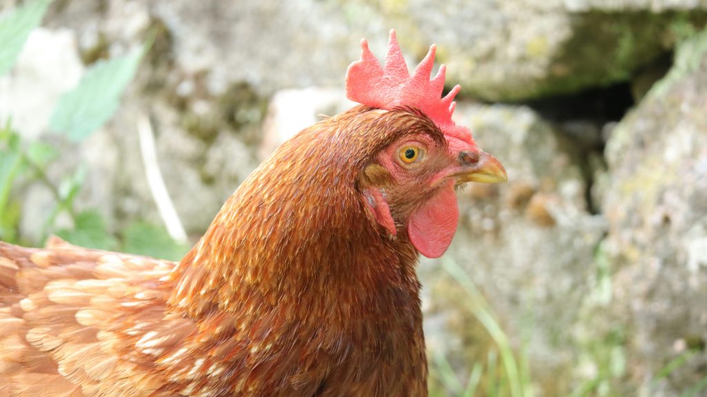 prendre-soin-de-sa-vieille-poule