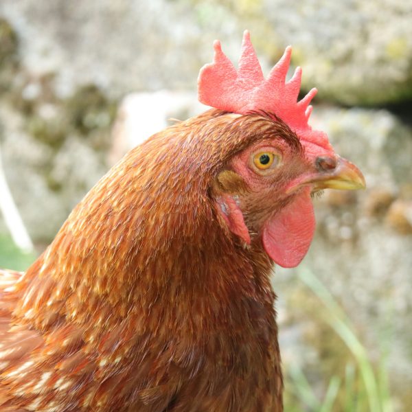 prendre-soin-de-sa-vieille-poule