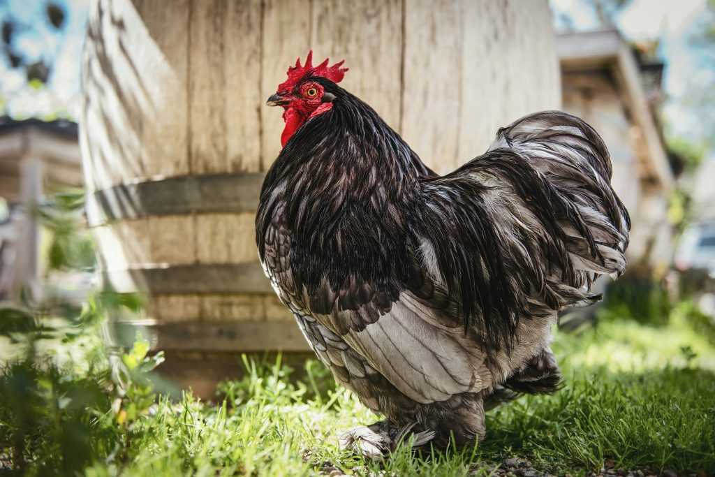 proteger-ses-poules-des-parasites-au-printemps
