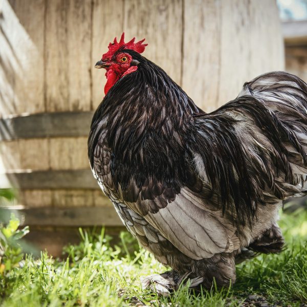 proteger-ses-poules-des-parasites-au-printemps