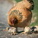 que-faire-de-mes-poules-pendant-les-vacances