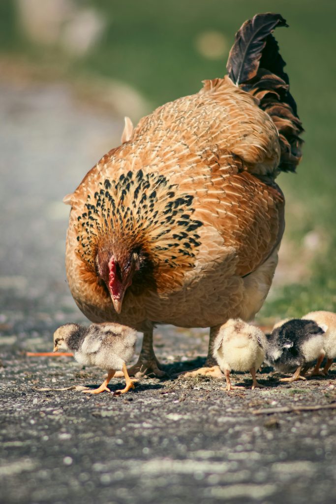 que-faire-de-mes-poules-pendant-les-vacances