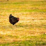 que-faire-si-mes-poules-mangent-leurs-oeufs