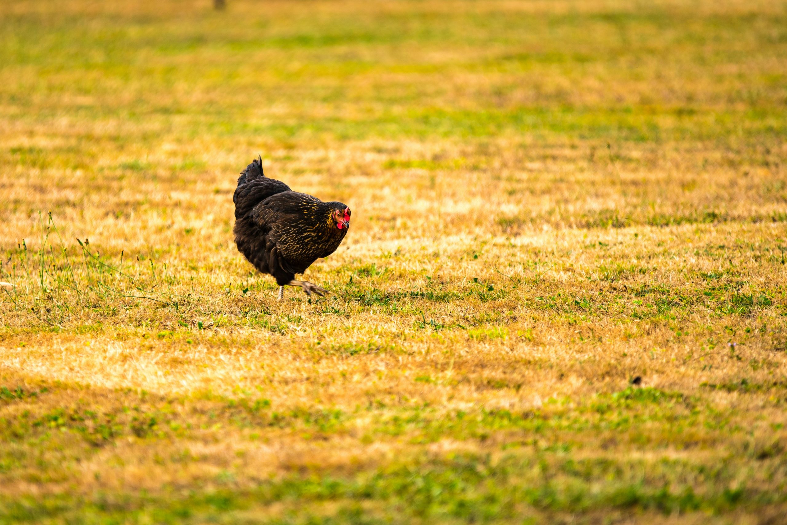 que-faire-si-mes-poules-mangent-leurs-oeufs