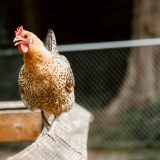 remedes-naturels-pour-soigner-vos-poules
