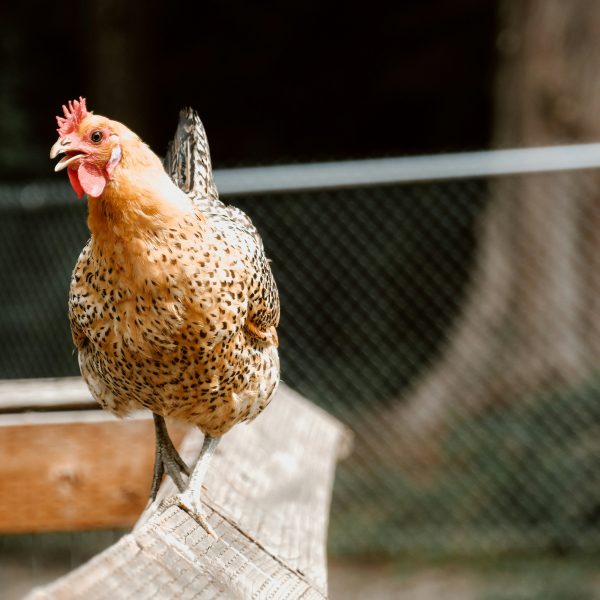 remedes-naturels-pour-soigner-vos-poules