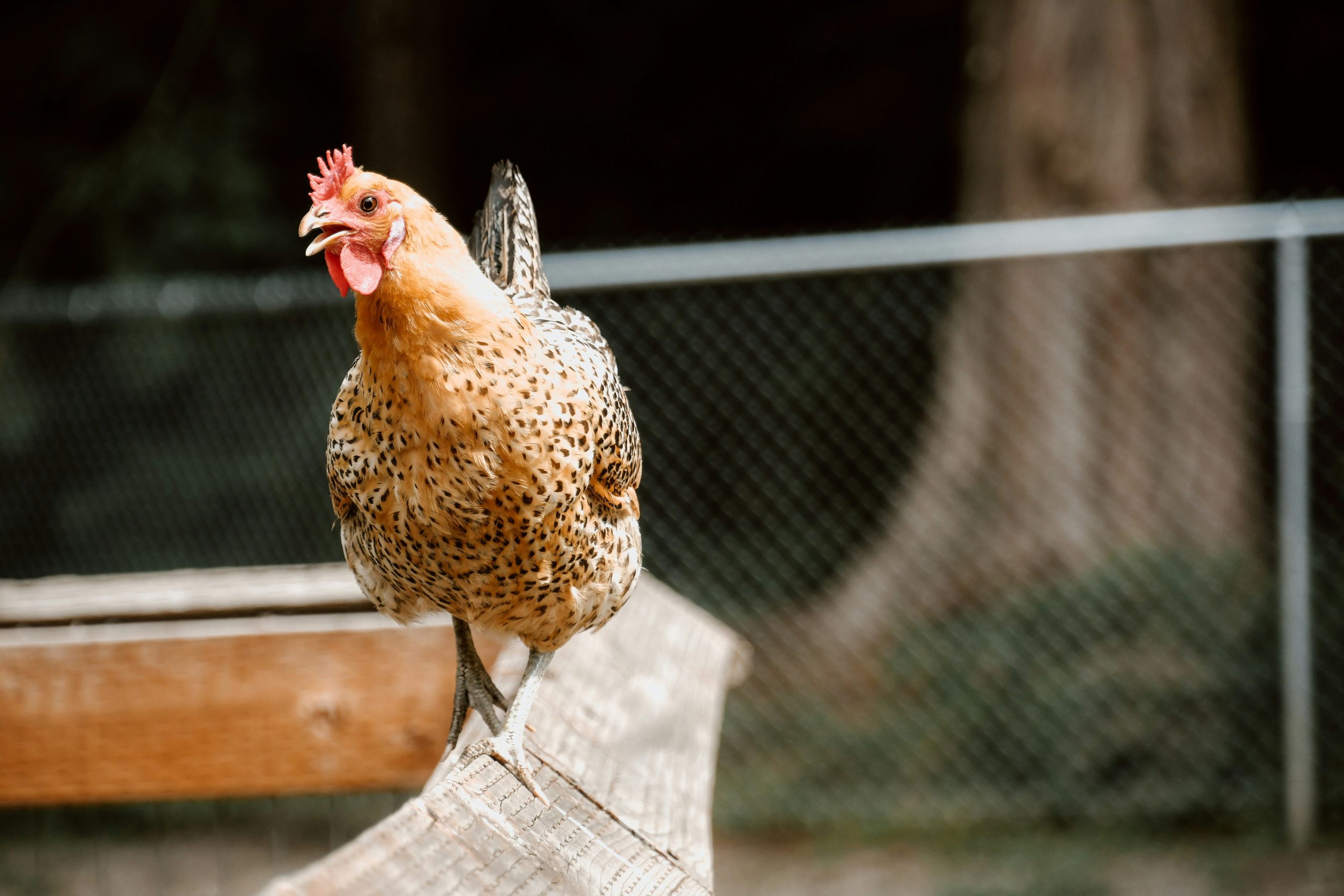remedes-naturels-pour-soigner-vos-poules