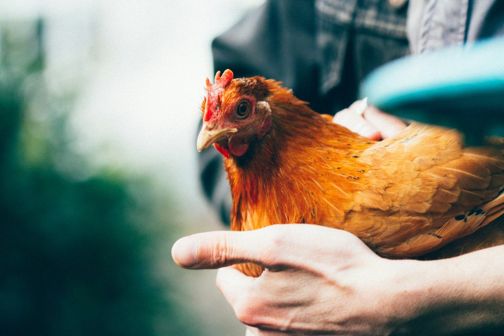 soigner-ses-poules-naturellement-avec-argile