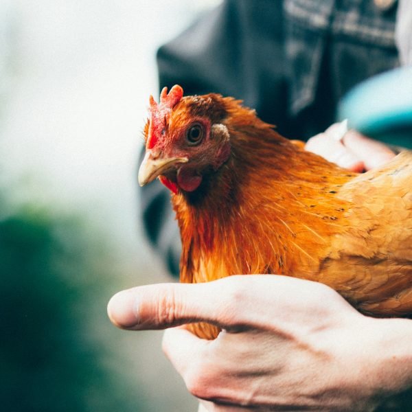 soigner-ses-poules-naturellement-avec-argile