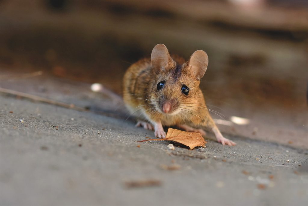 souris-et-rats-et-poulailler-comment-les-eloigner