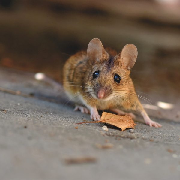 souris-et-rats-et-poulailler-comment-les-eloigner