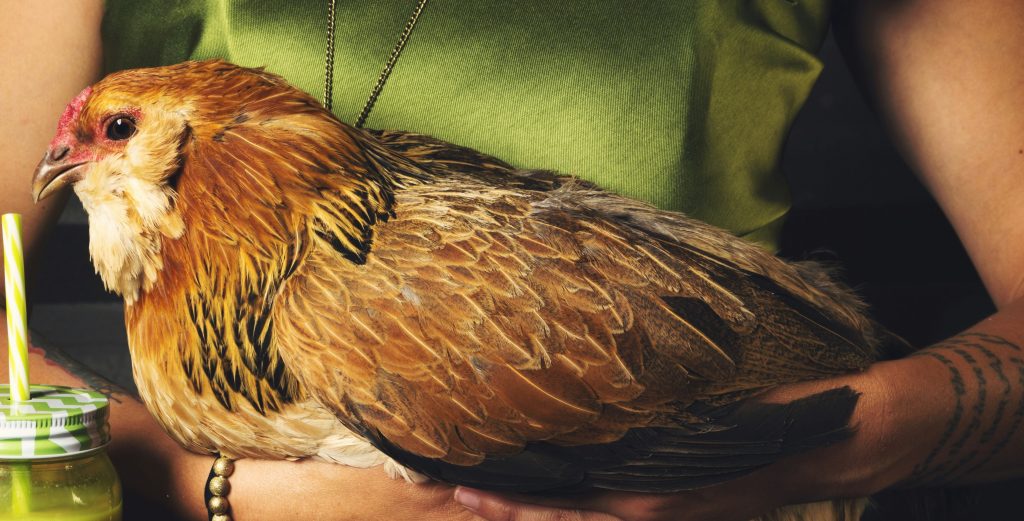 variole-aviaire-symptomes-causes-traitement-et-prevention