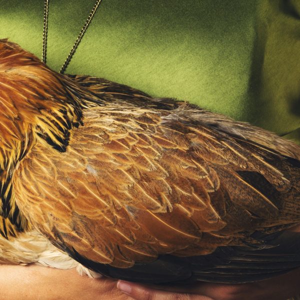 variole-aviaire-symptomes-causes-traitement-et-prevention