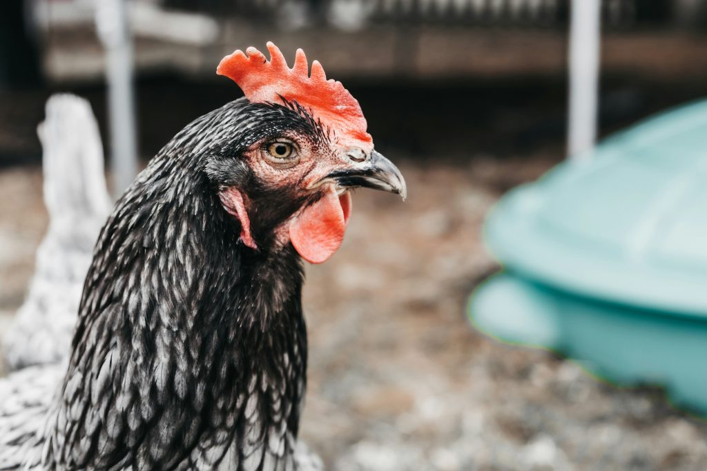 vermifuge-naturel-pour-les-poules-recette