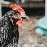 vermifuge-naturel-pour-les-poules-recette