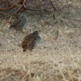 5-raisons-de-choisir-la-caille